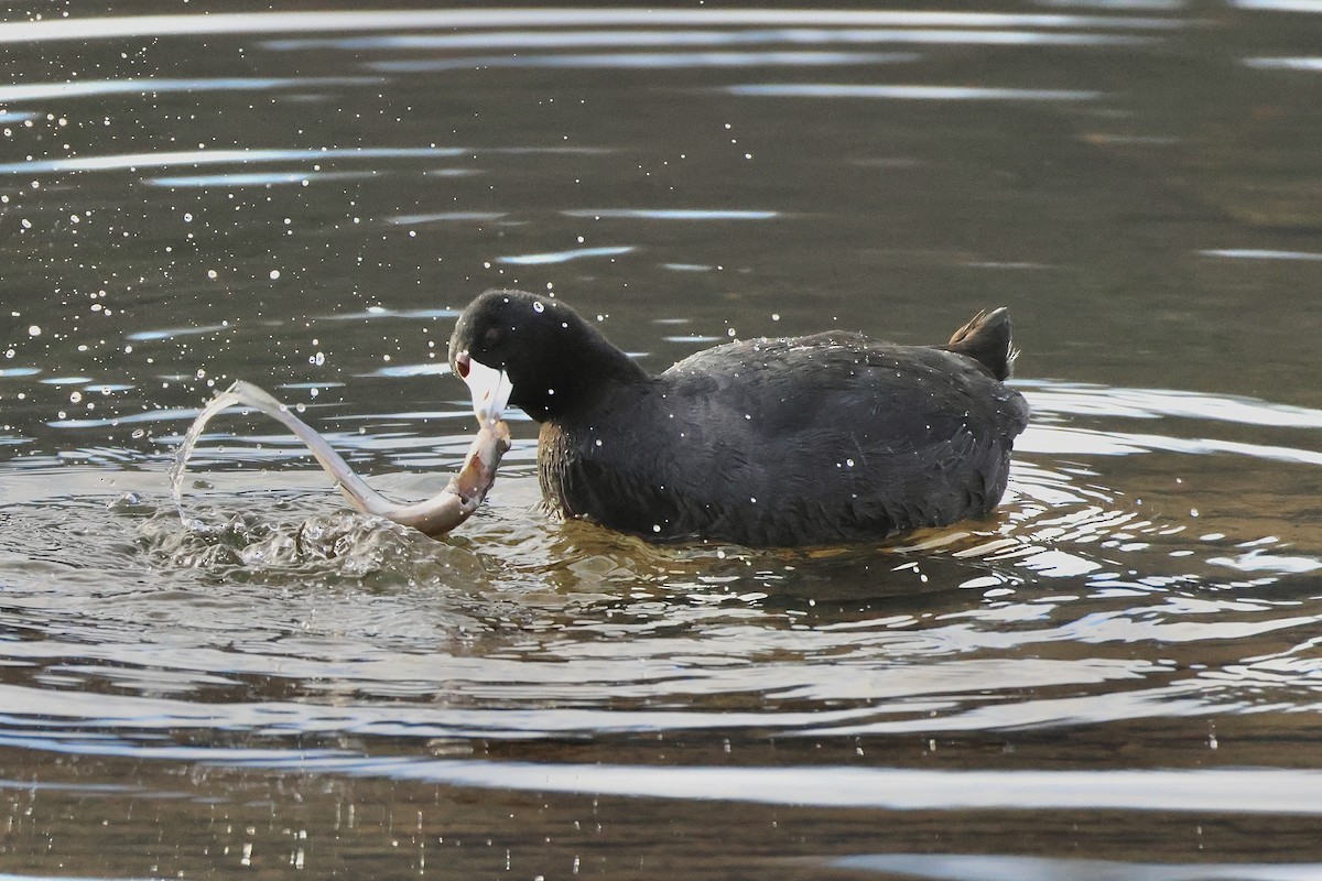 American Coot - ML646805451
