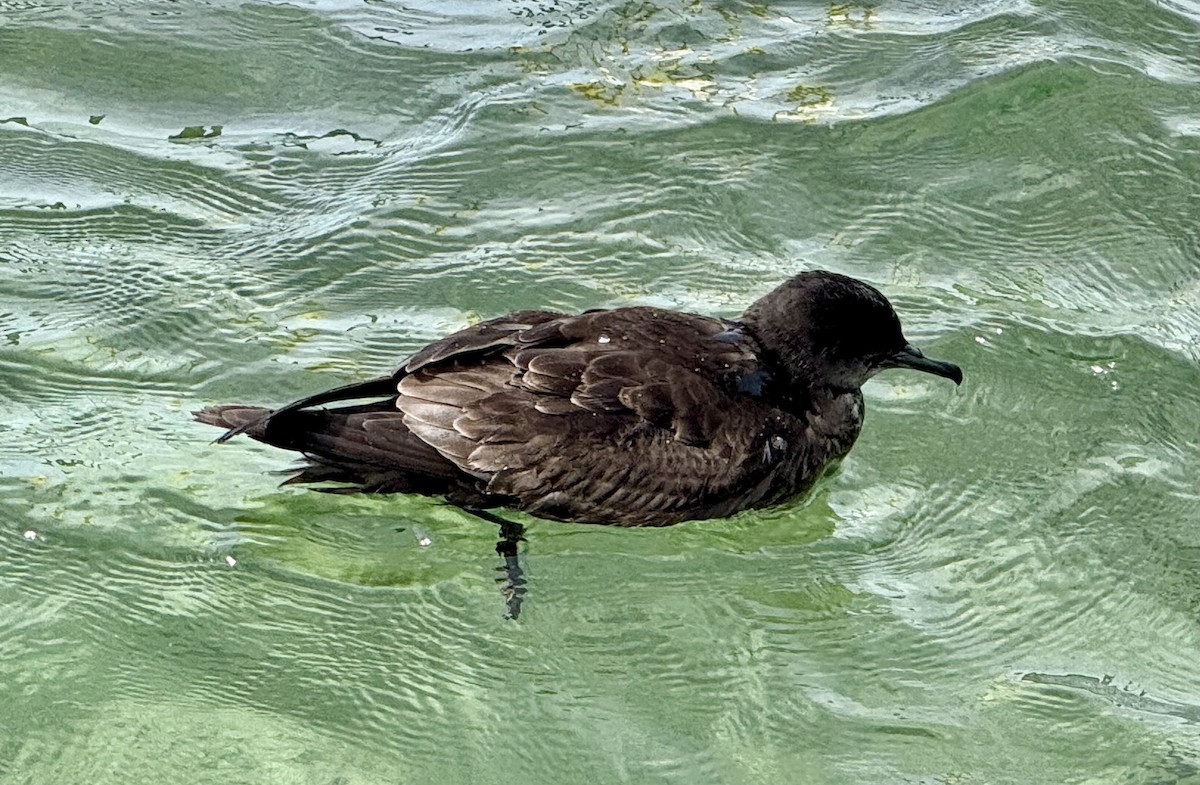 Kurzschwanz-Sturmtaucher - ML646805452