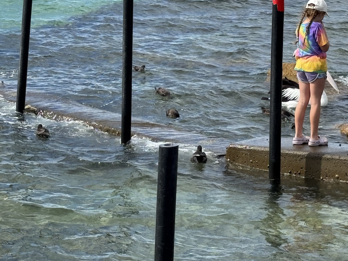 Kurzschwanz-Sturmtaucher - ML646805453