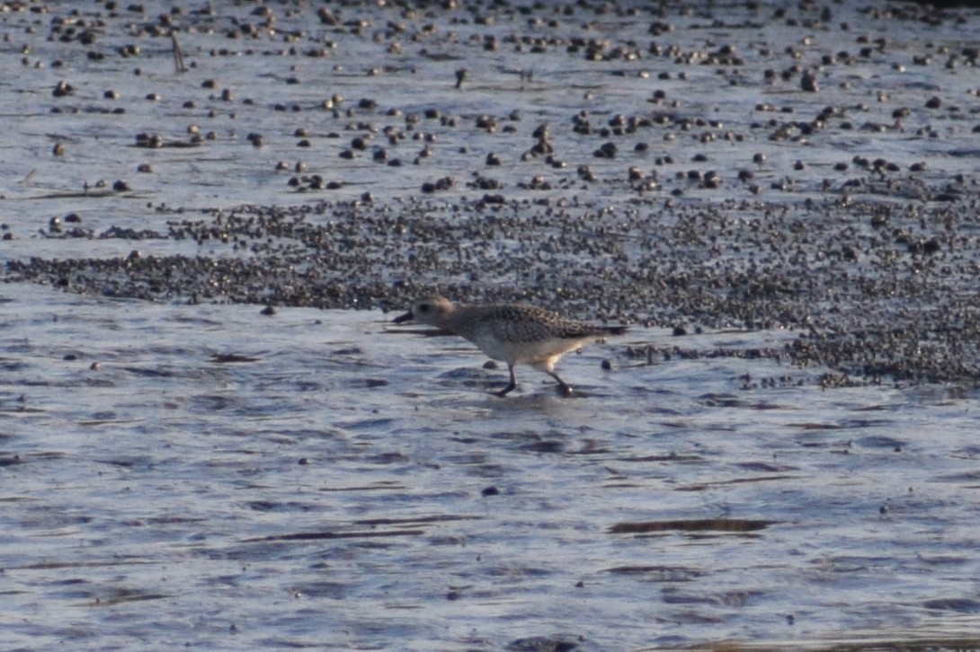 Black-bellied Plover - ML646805454