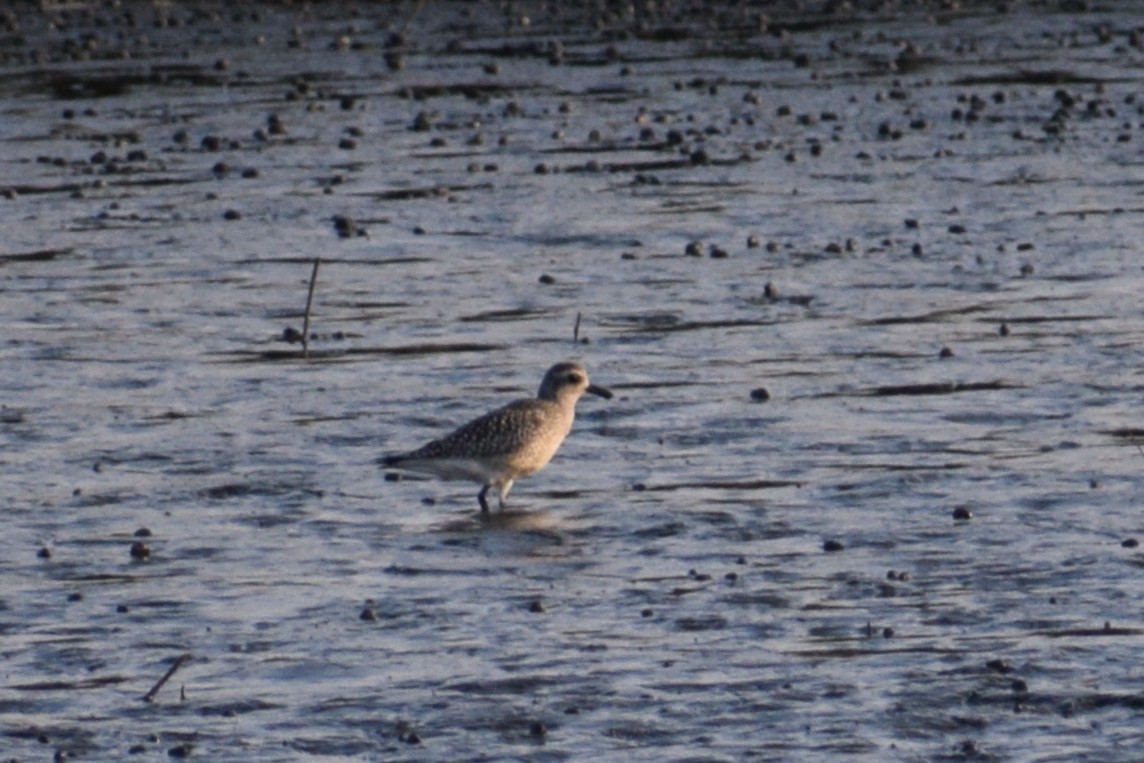 Black-bellied Plover - ML646805455