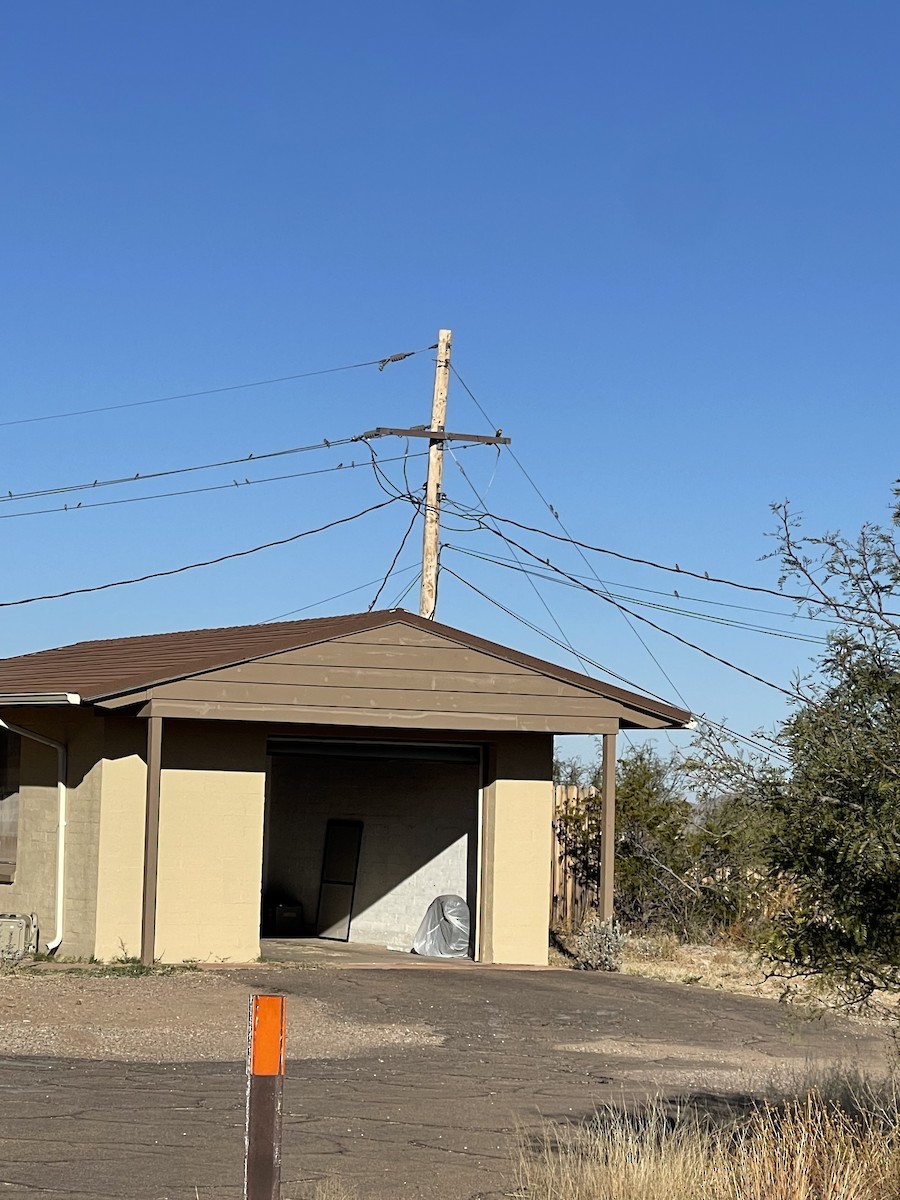 Yellow-headed Blackbird - ML646805456
