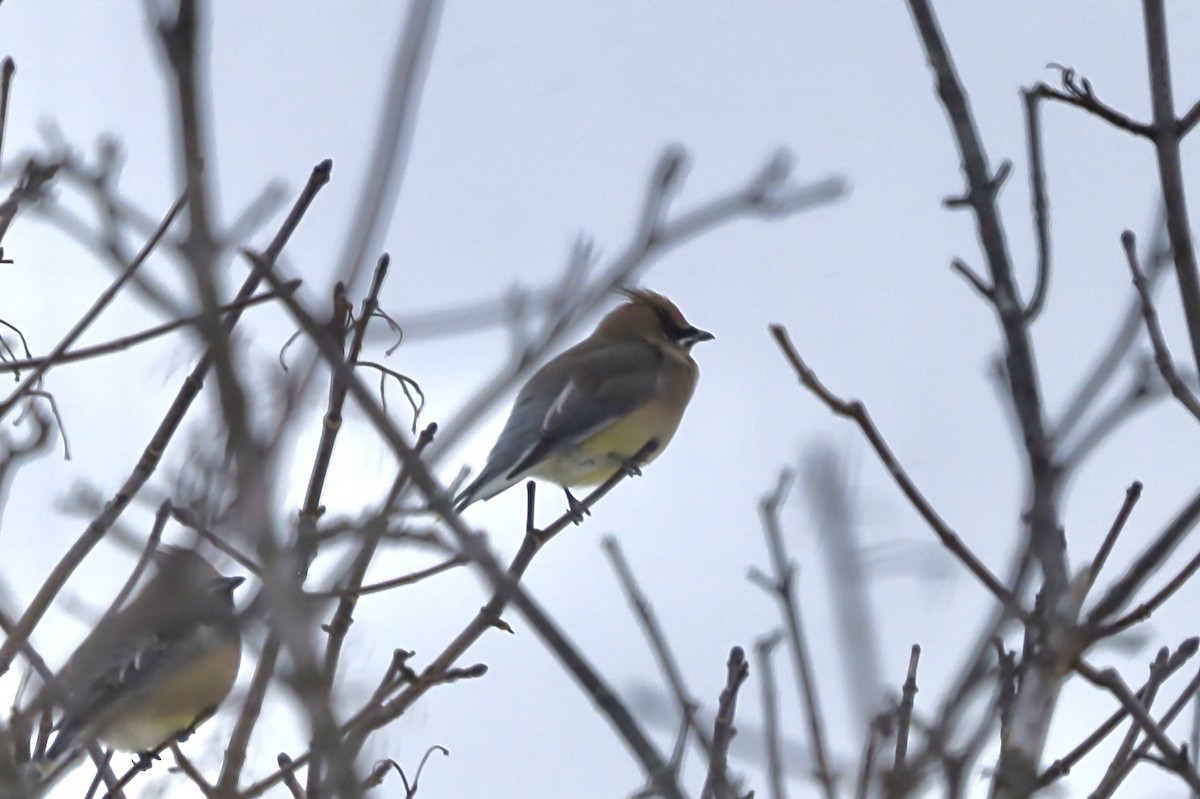 Cedar Waxwing - ML646805457