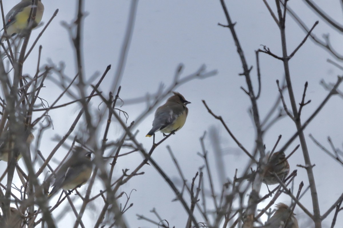 Cedar Waxwing - ML646805458