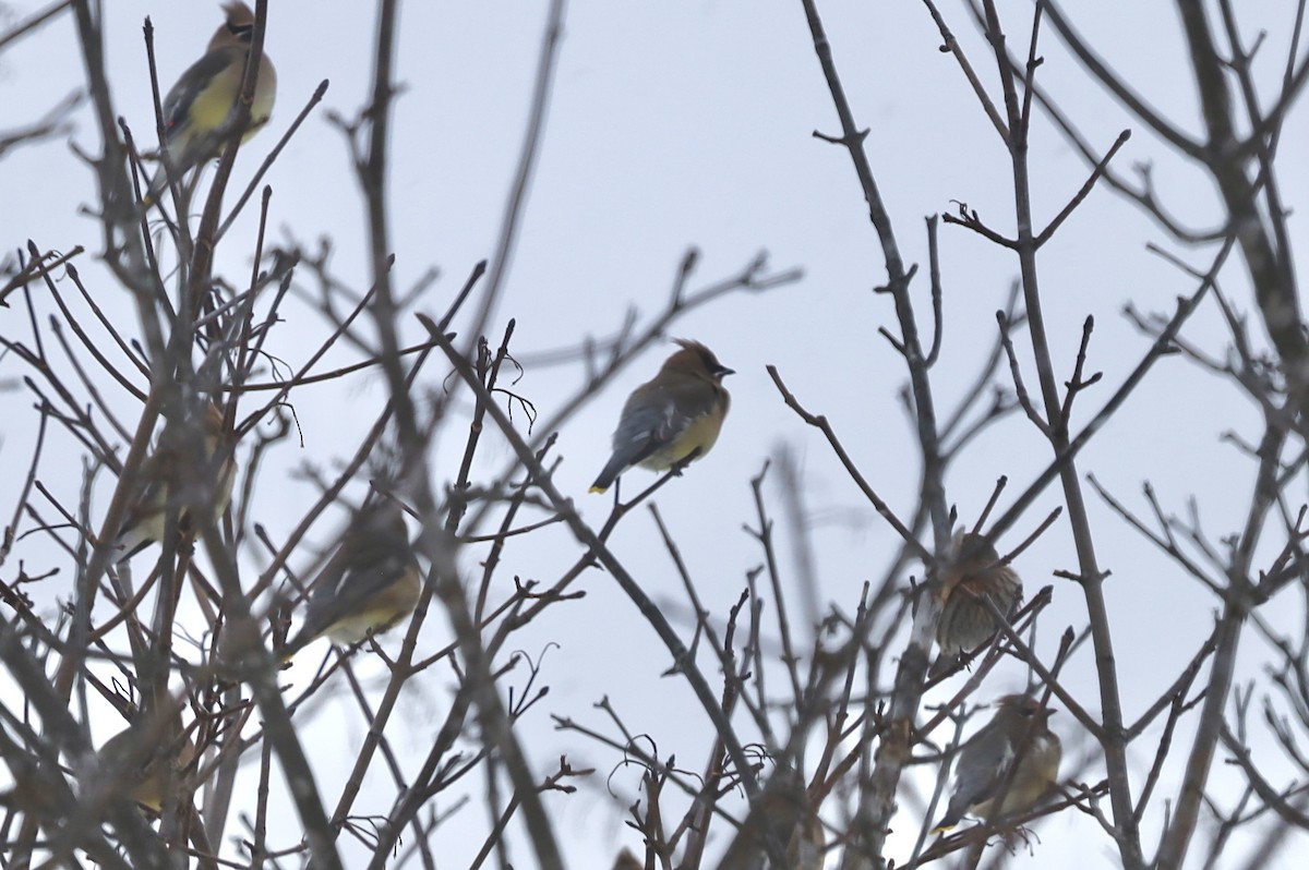 Cedar Waxwing - ML646805459