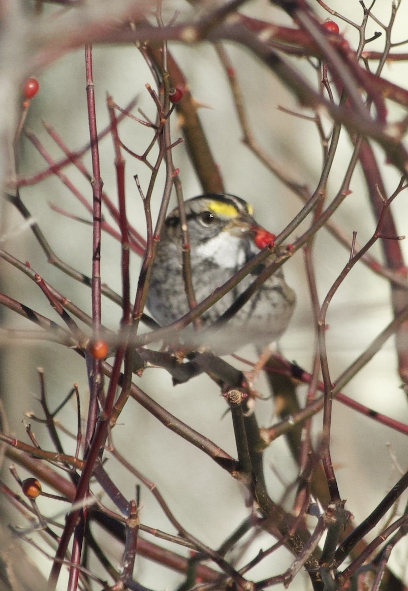 Chingolo Gorjiblanco - ML646805462