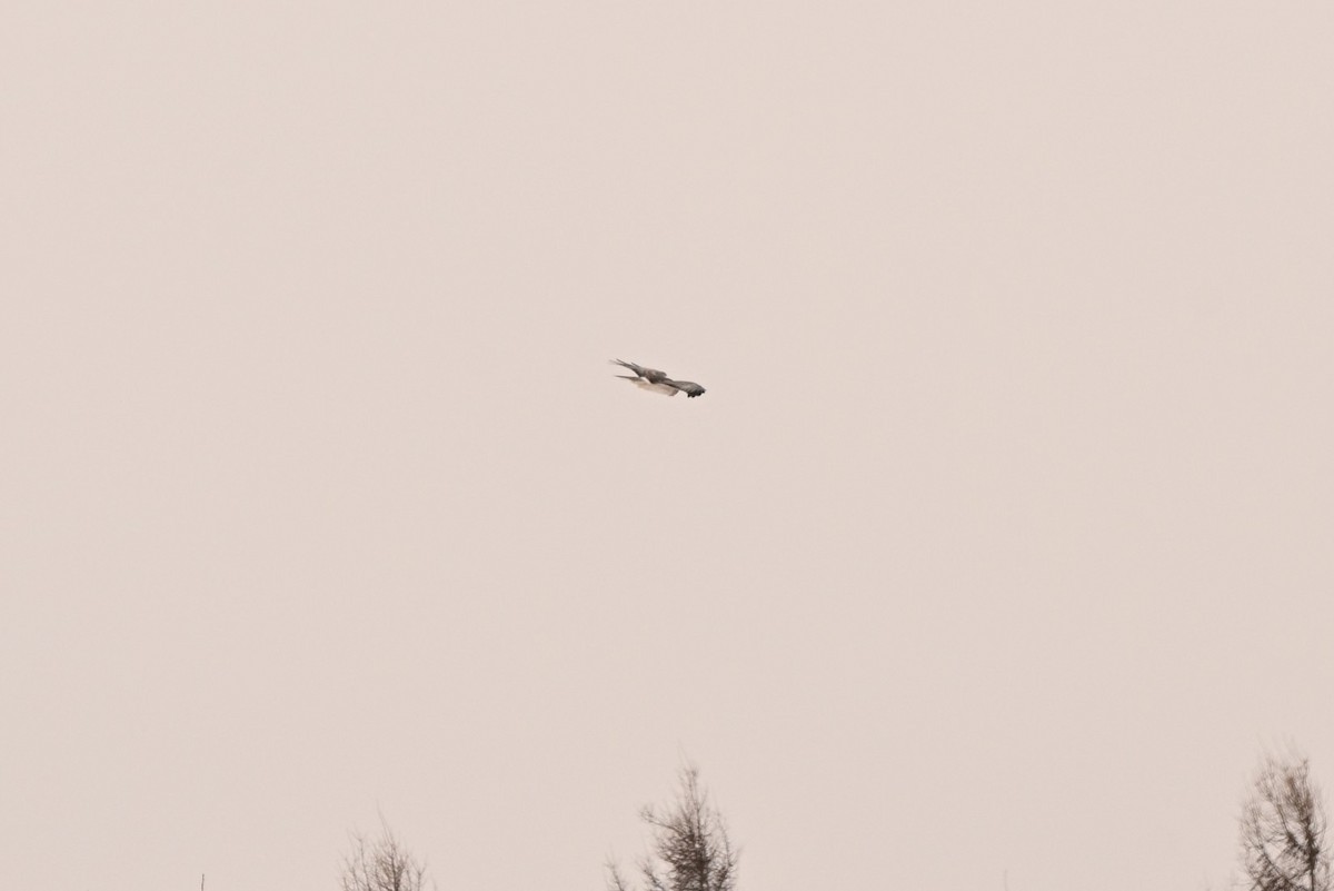 זרון אמריקני - ML646805468