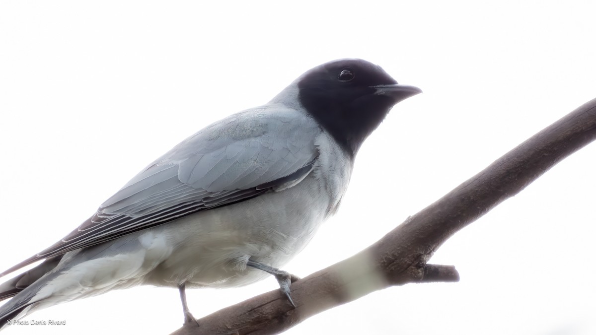 Schwarzgesicht-Raupenfänger - ML646805470