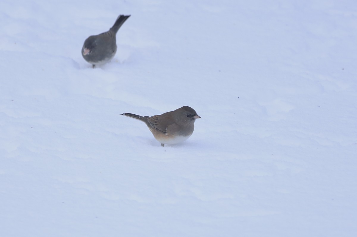 Dark-eyed Junco - ML646805471