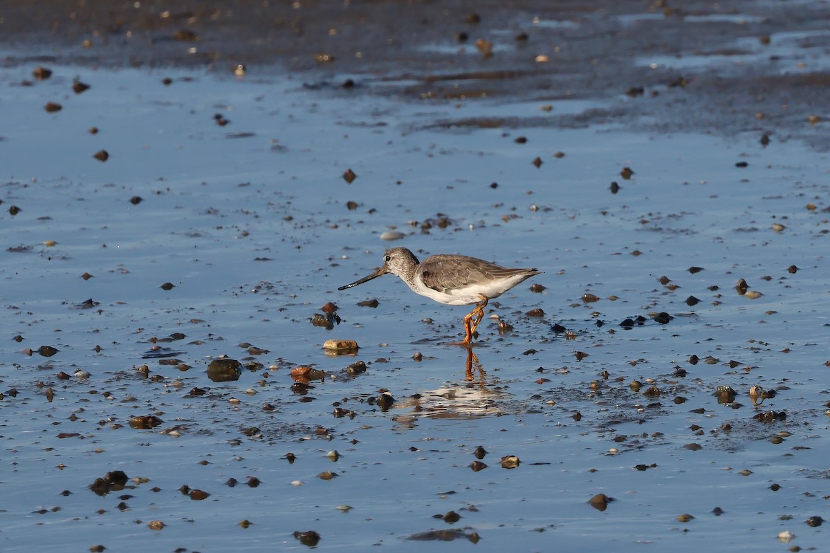 Terek Sandpiper - ML646805472