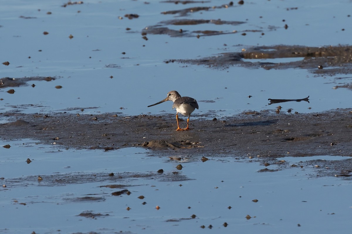 Terek Sandpiper - ML646805473
