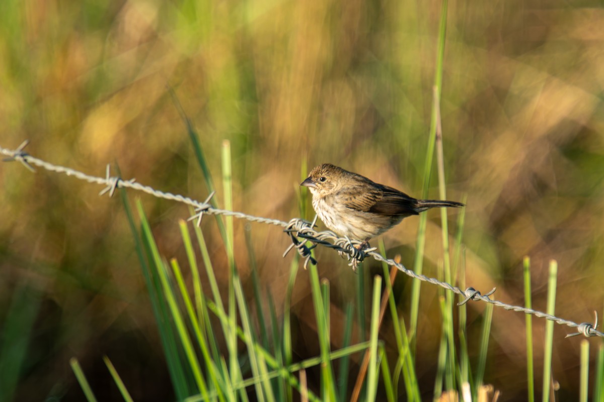 Якарина - ML646805474