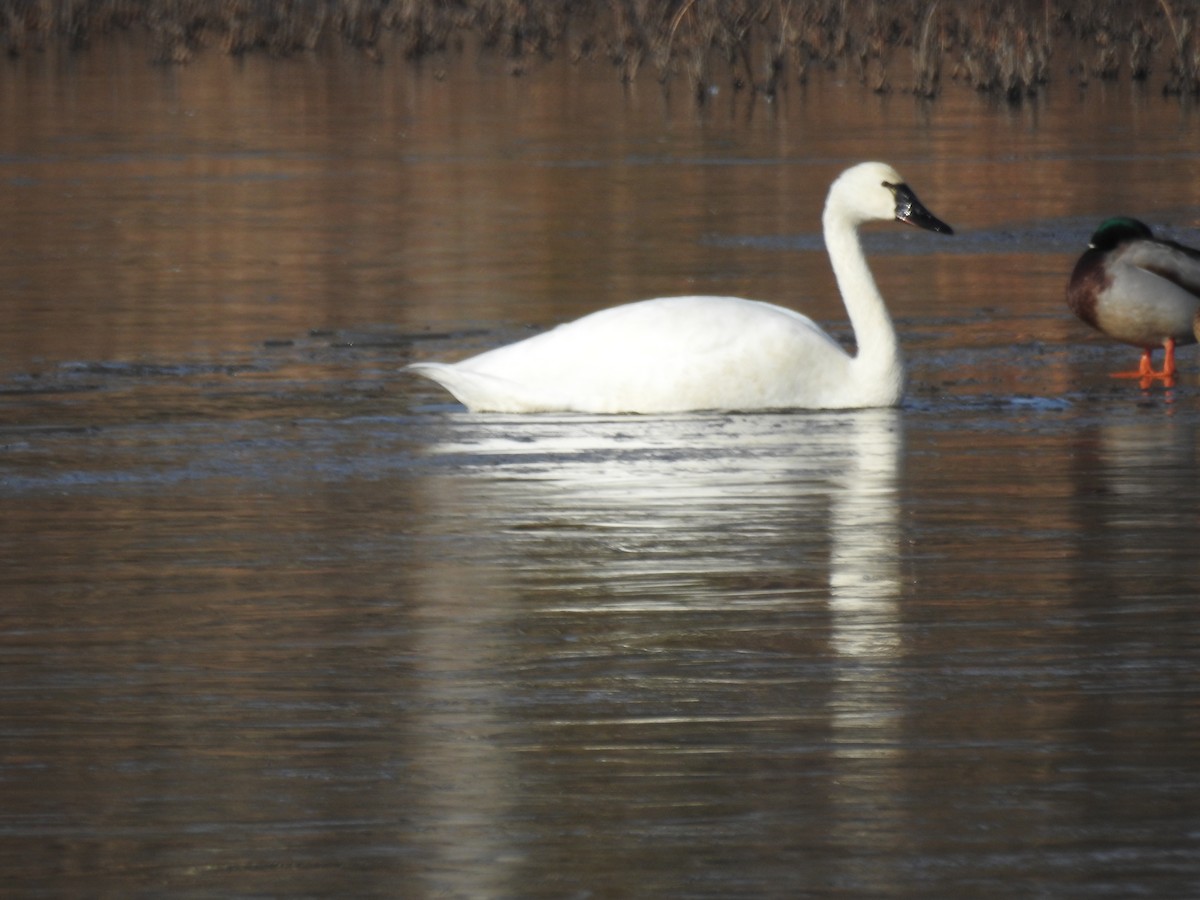 Cigno minore - ML646805478