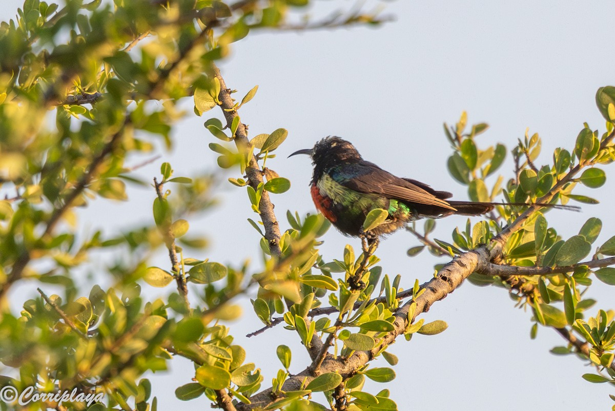 Beautiful Sunbird - ML646805480