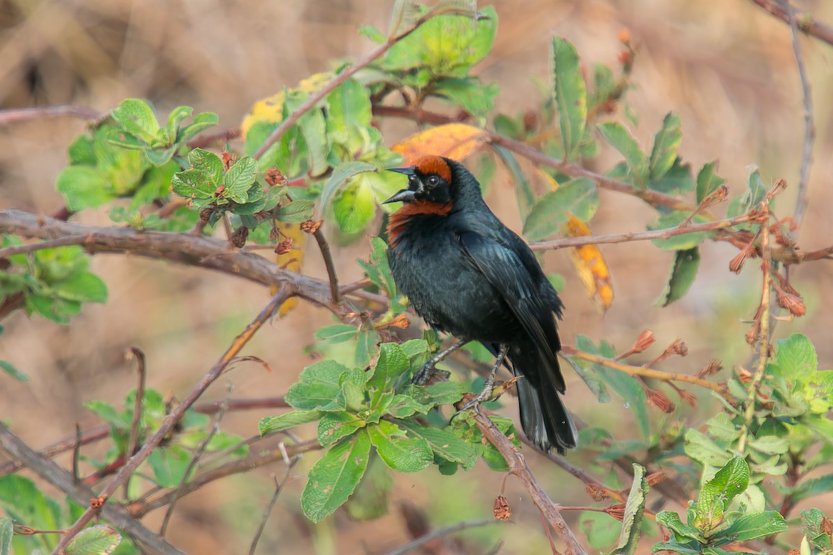 Каруг рудоголовий - ML646805481