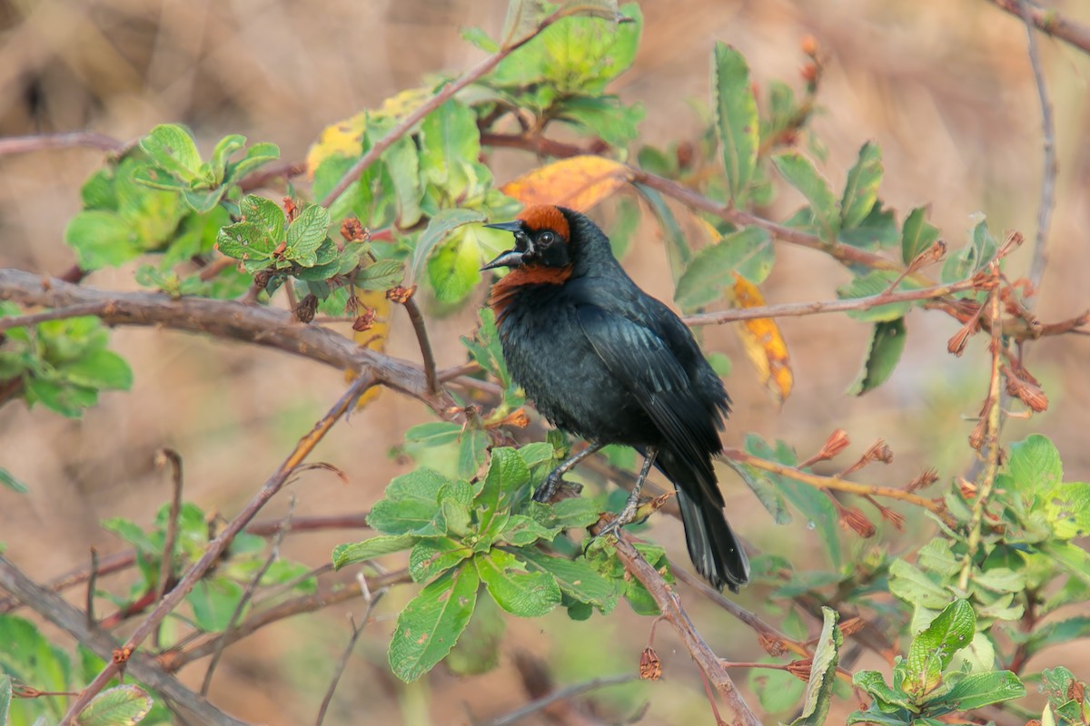 Каруг рудоголовий - ML646805482