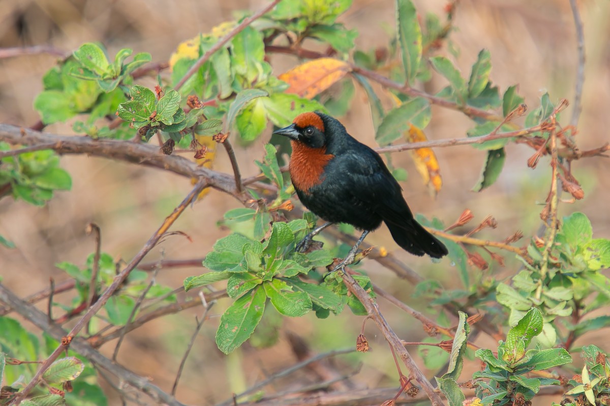 Каруг рудоголовий - ML646805483