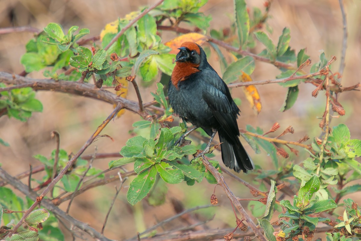 Каруг рудоголовий - ML646805484