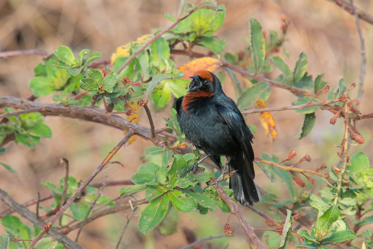 Каруг рудоголовий - ML646805485