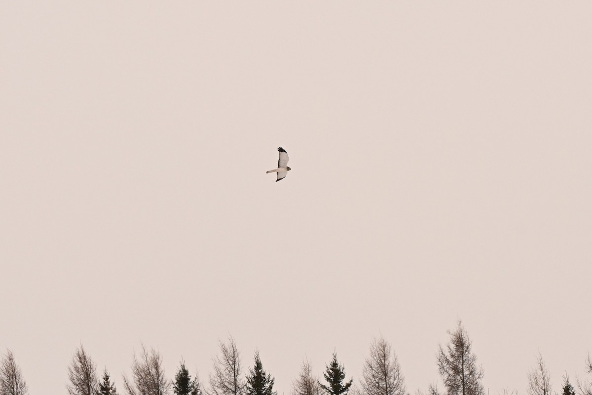 Hudsonweihe - ML646805487