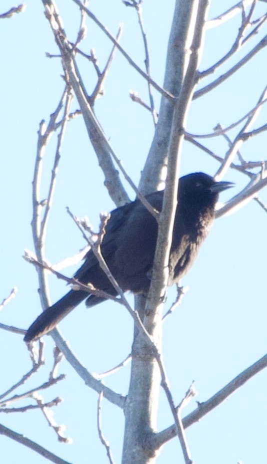 Purpurgrackel - ML646805491