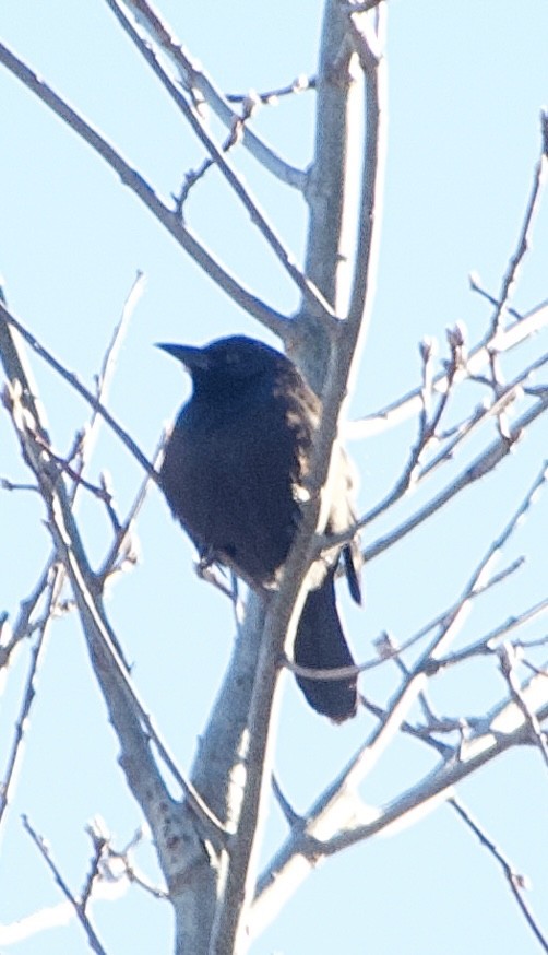 Purpurgrackel - ML646805492