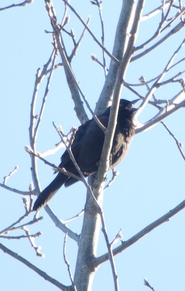 Purpurgrackel - ML646805493