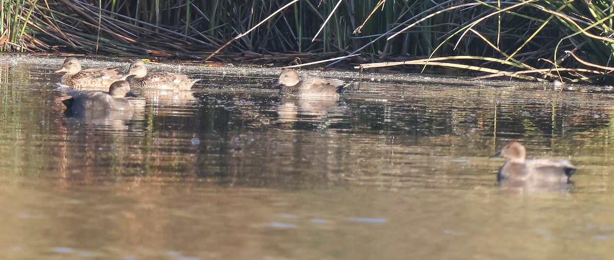 Schnatterente - ML646805494