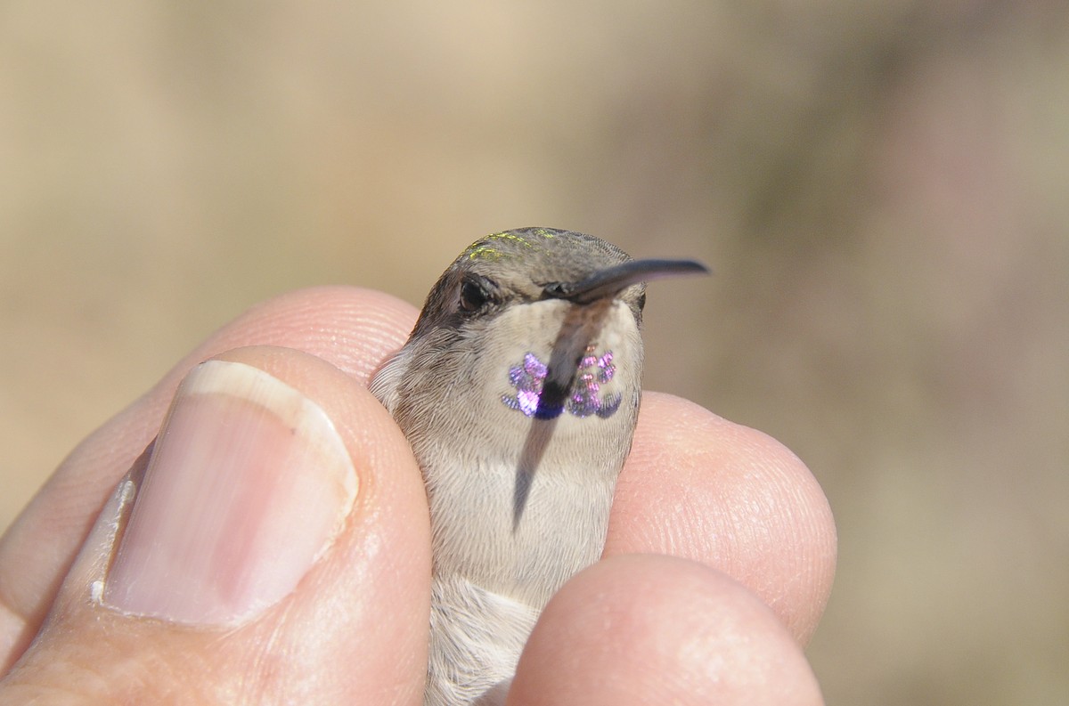 Costa's Hummingbird - ML646805495