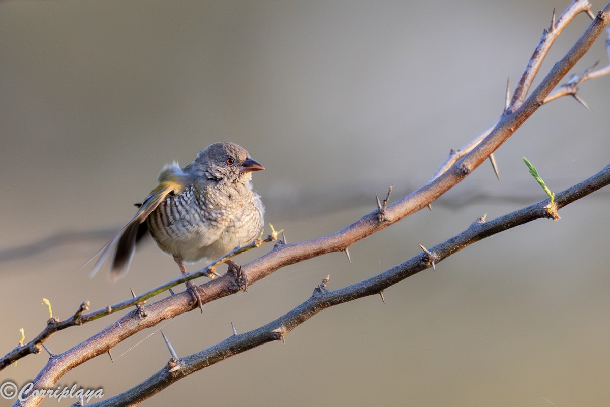 Buntastrild - ML646805496