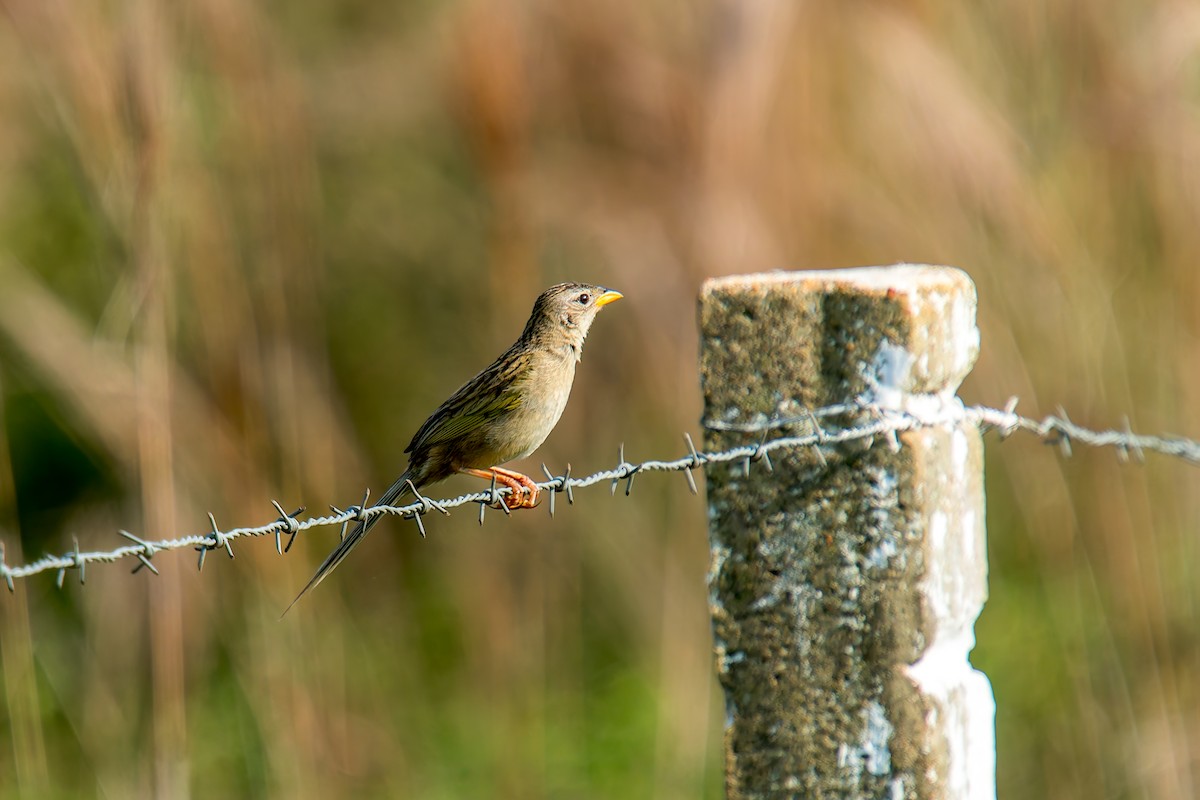 Keilschwanz-Grastangare - ML646805497