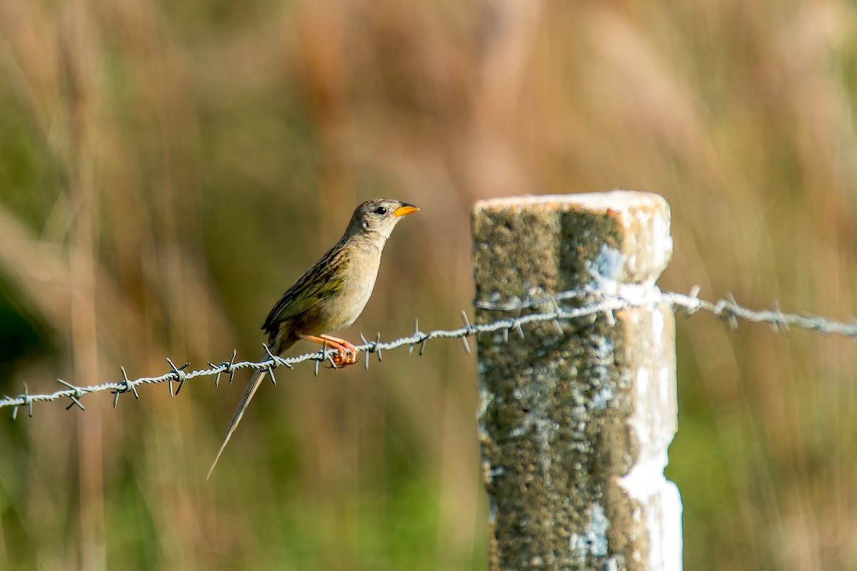 Keilschwanz-Grastangare - ML646805498