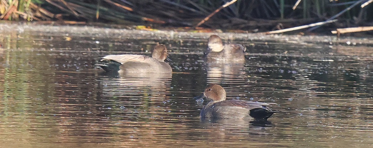 Schnatterente - ML646805499