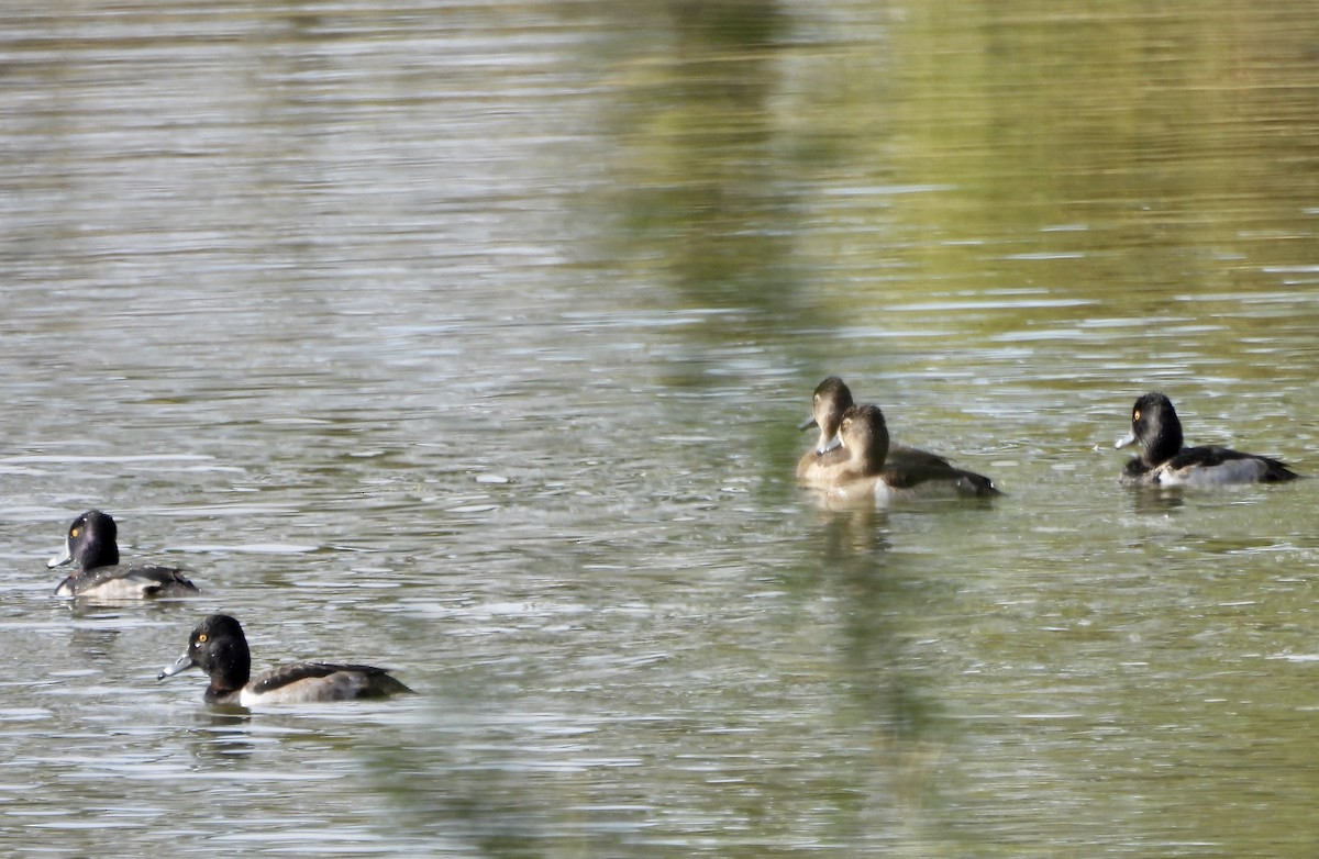 Ring-necked Duck - ML646805500