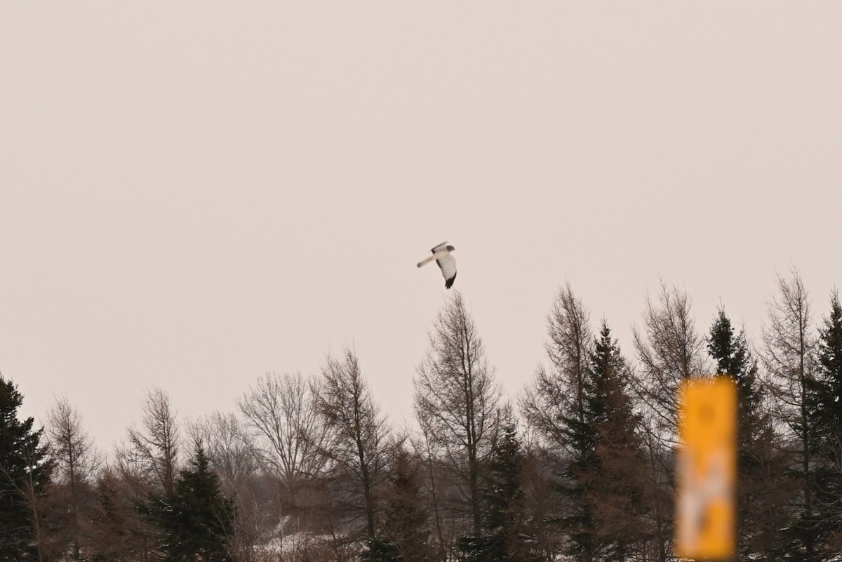 Hudsonweihe - ML646805501