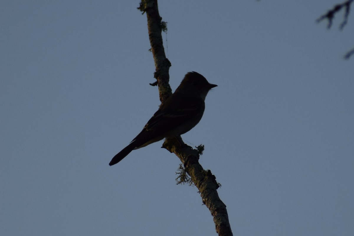 Empidonax, unbestimmt - ML646805502