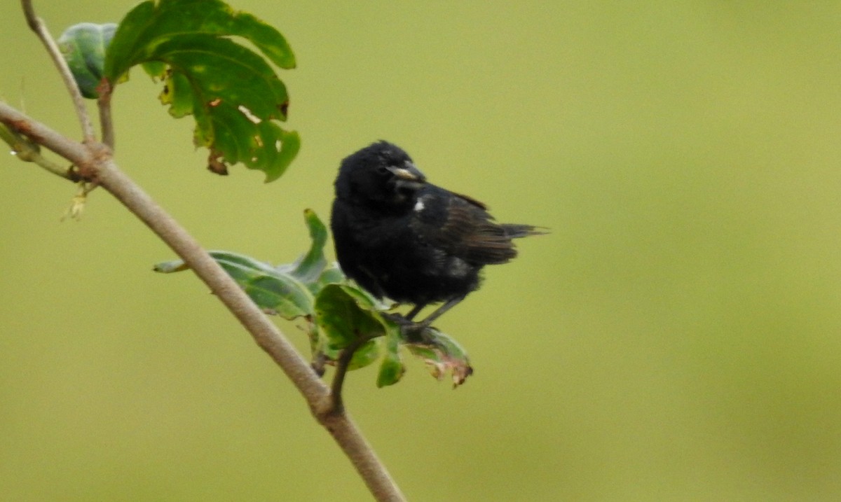 Jacarinitangare - ML646805503