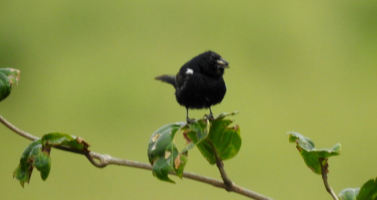 Jacarinitangare - ML646805504