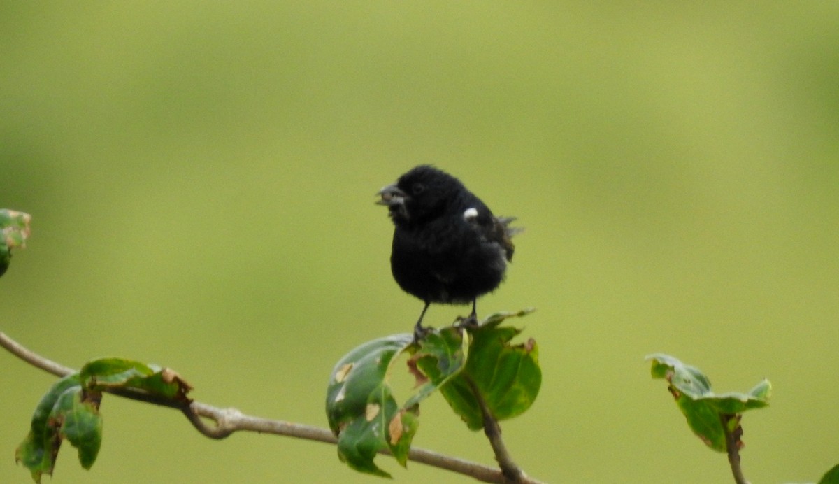 Jacarinitangare - ML646805505