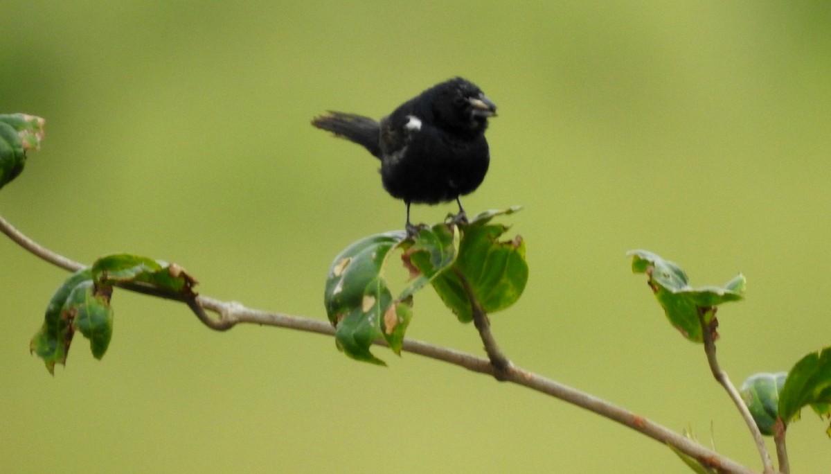 Jacarinitangare - ML646805506