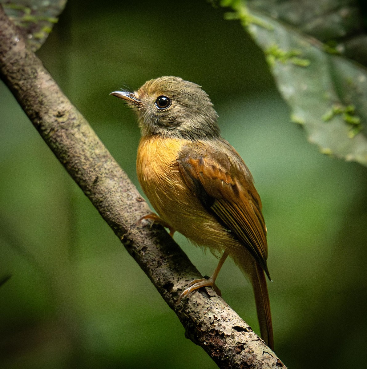 Rotschwanzbekarde - ML646805507