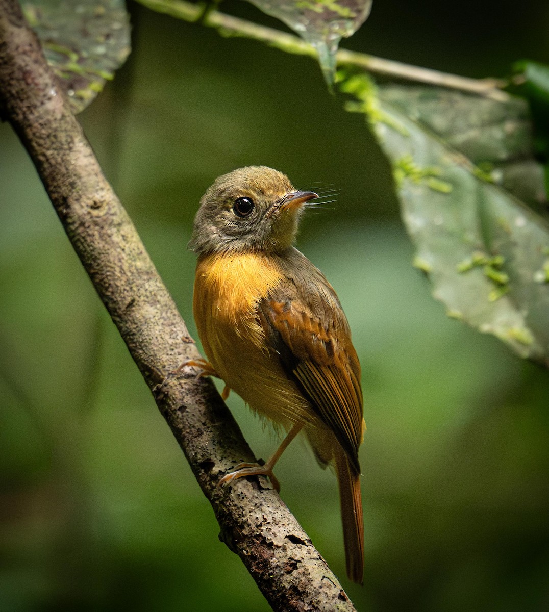 Rotschwanzbekarde - ML646805508