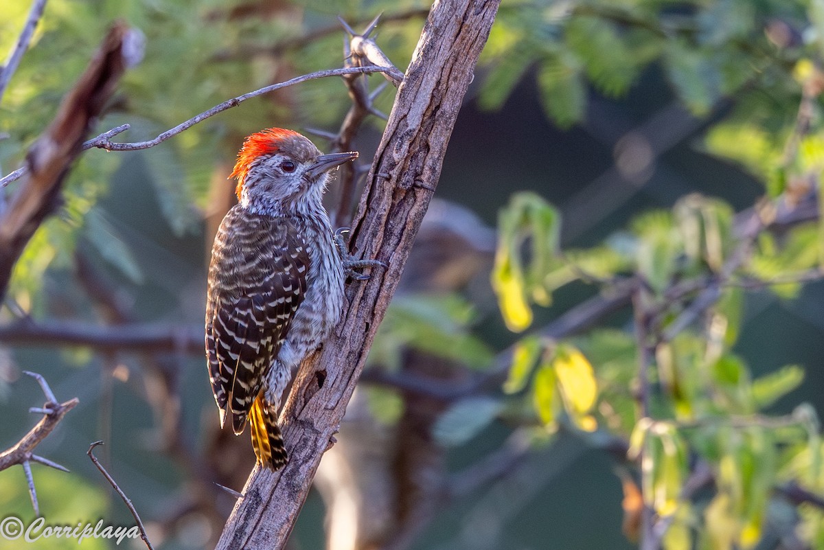 Kardinalspecht - ML646805509