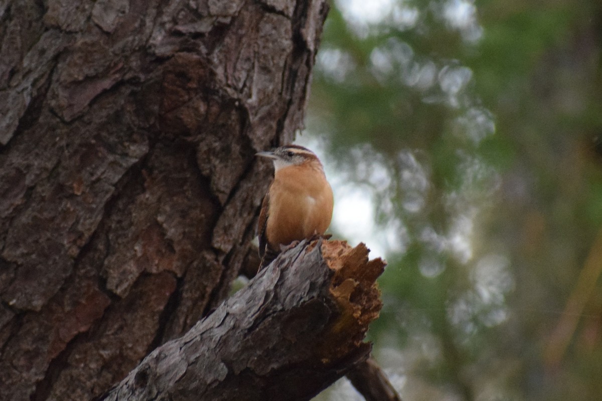 Carolinazaunkönig - ML646805510