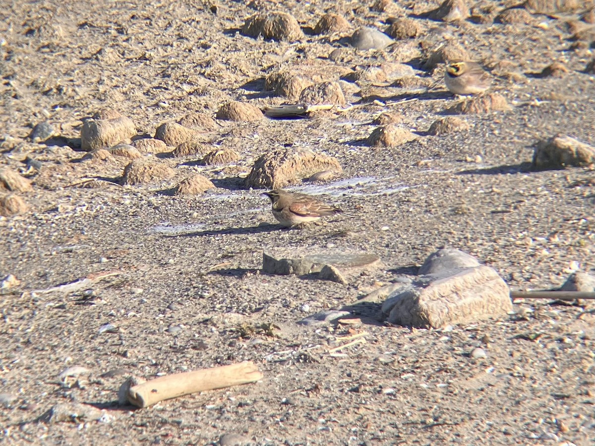 Ohrenlerche - ML646805511