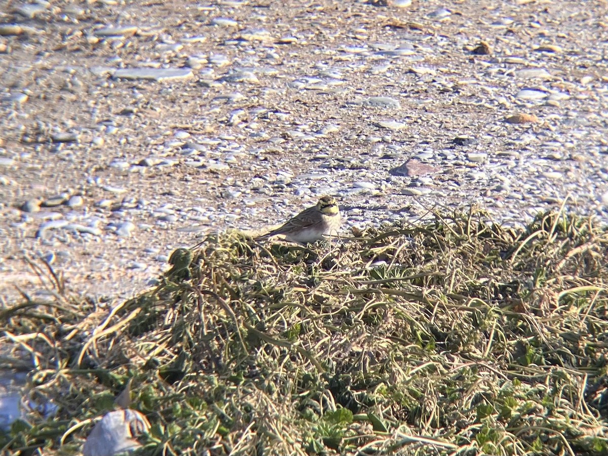 Ohrenlerche - ML646805512