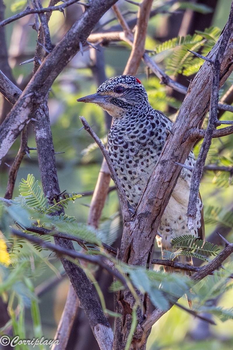 Nubierspecht - ML646805513