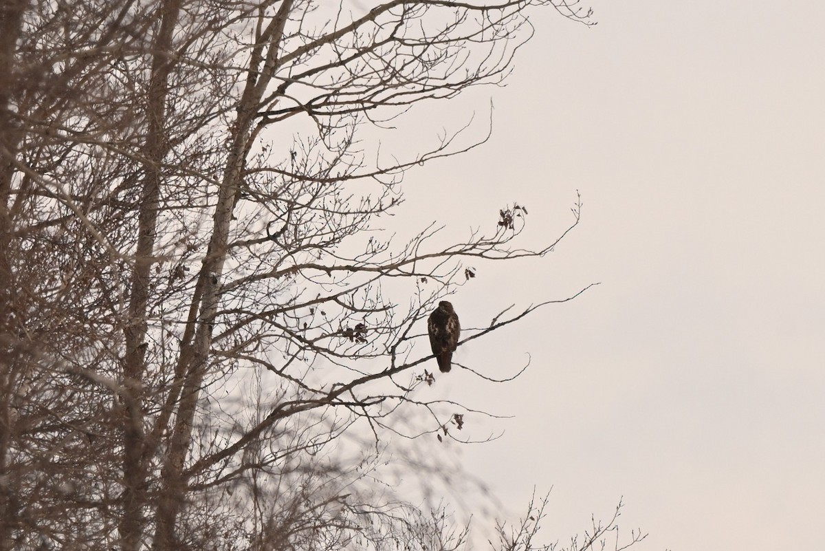 Rotschwanzbussard - ML646805514