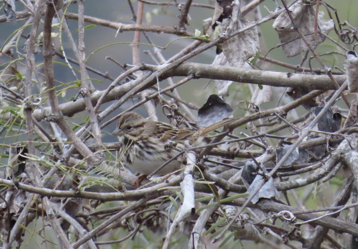 Singammer - ML646805517