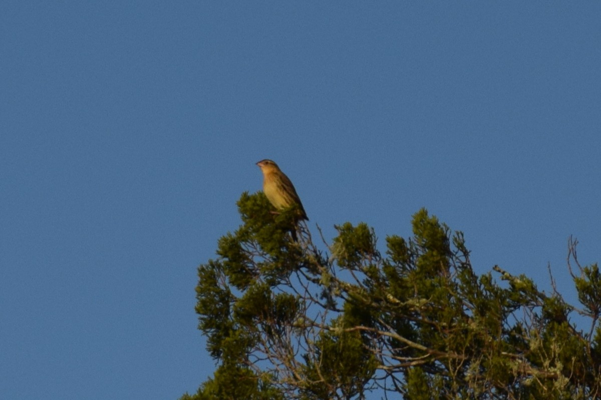 Reisstärling - ML646805518